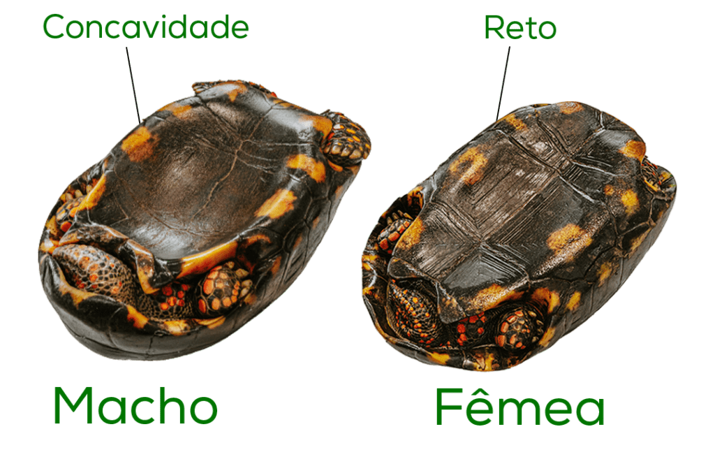 Jabuti - Reserva Romanetto