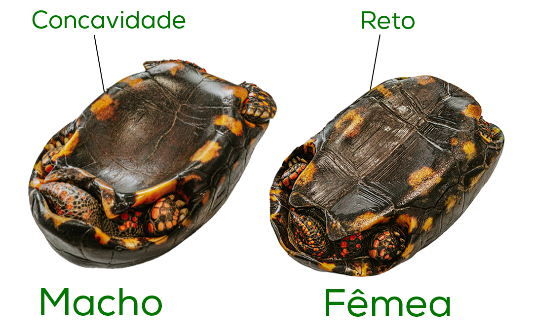 Jabuti Reserva Romanetto